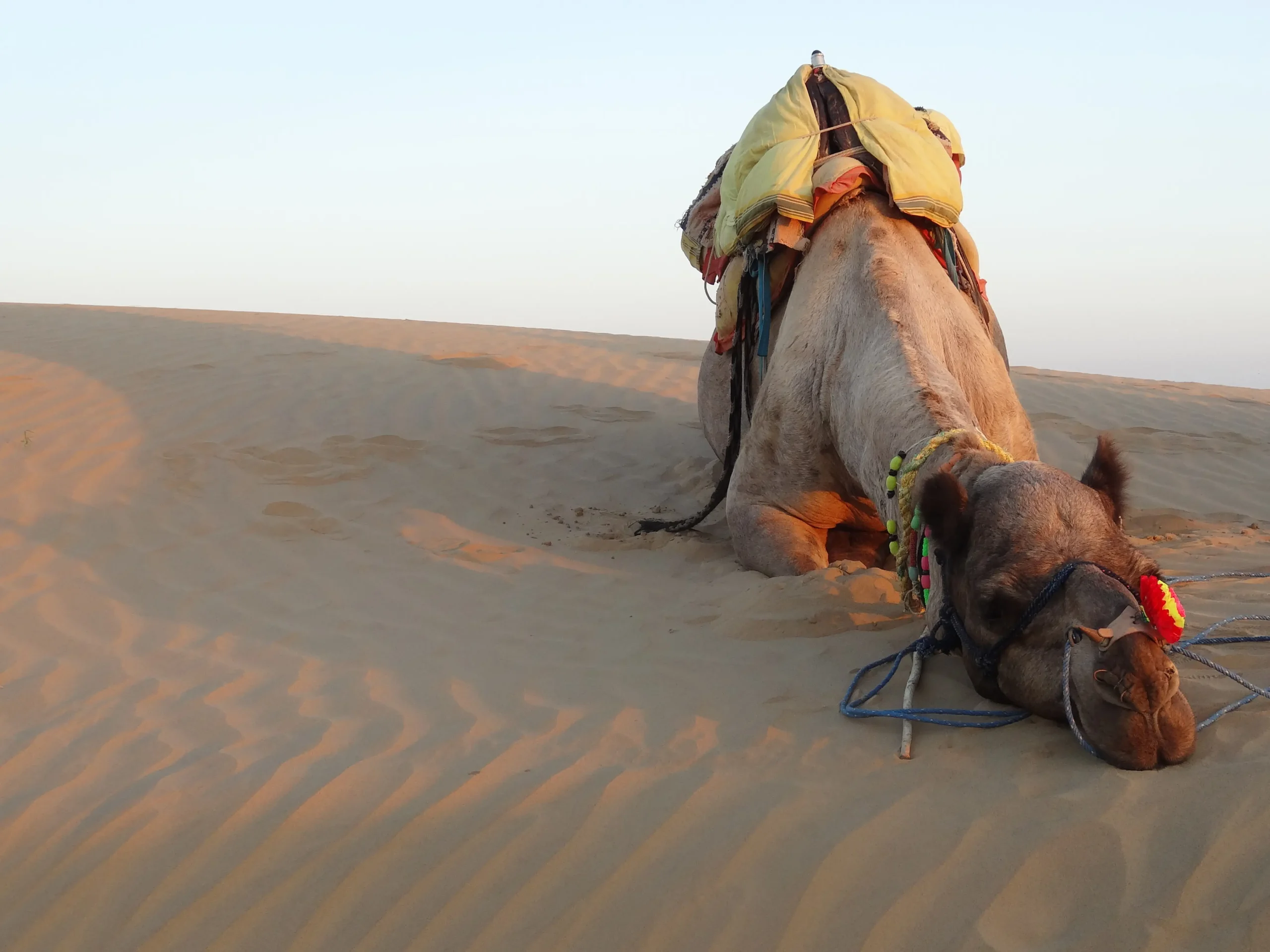 2. Jodhpur Camel Safar