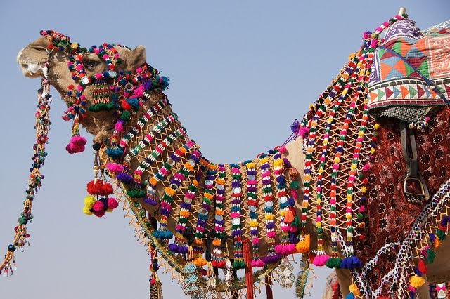 Camel decorated with colorful ornaments and tassels during an Indian cultural festival, believed to ward off the evil eye (nazar)