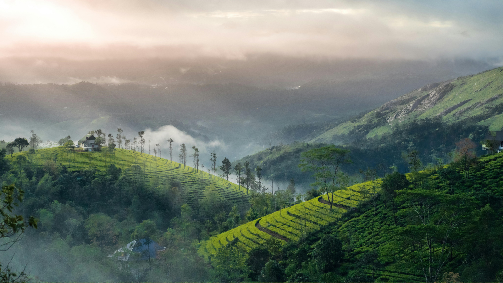 Lush green tea farms in Munnar