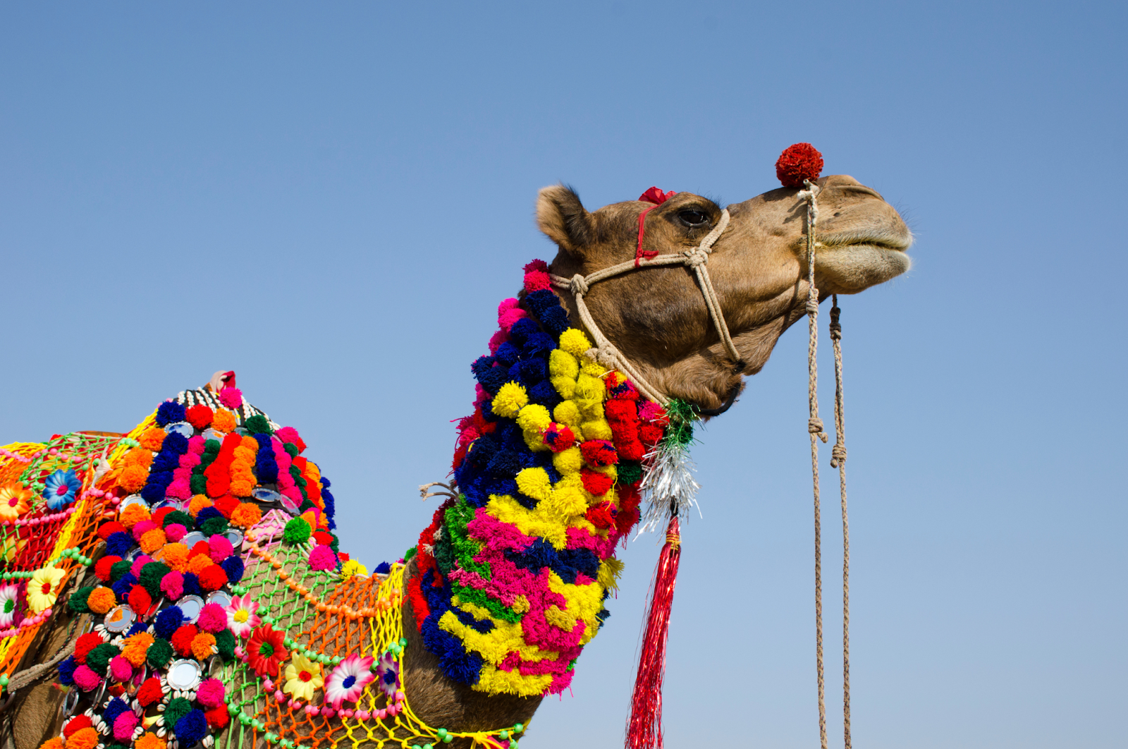 A beautifully decorated camel adorned with vibrant pom-poms and traditional ornaments against the clear blue sky in Rajasthan, India.