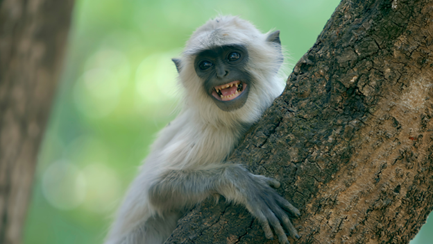 A Gray Langur monkey sitting on a tree in the jungles of Kanha National Park, during the Reality Tours and Travel Tiger Safari & Wildlife Tours in Central India.