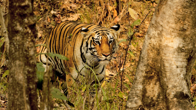 A Tiger camouflaged in the dry deciduous forest of Pench National Park, during the Reality Tours and Travel Tiger Safari & Wildlife Tours in Central India.