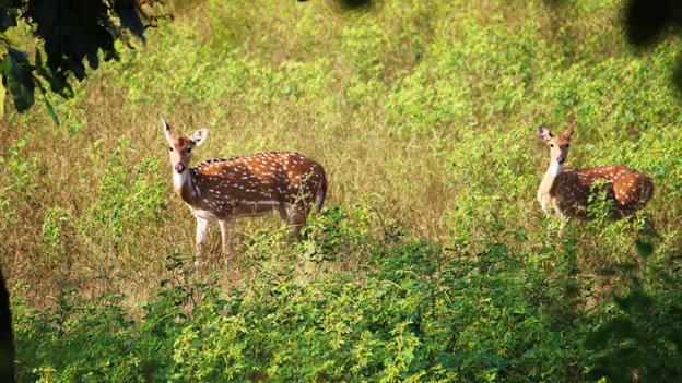 A spotted deer grazing in the lush greenery of Tadoba Andhari Tiger Reserve (TATR) in Maharashtra, during the Reality Tours and Travel Tiger Safari & Wildlife Tours in Central India.