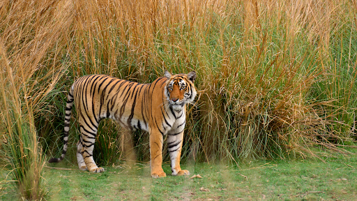 A big Tiger walking through the tall grass in Tadoba Andhari Tiger Reserve during the Reality Tours and Travel Tiger Safari & Wildlife Tours in Central India.