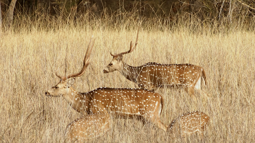 Two Barasingha (Swamp Deer) in the open fields of Bandhavgarh National Park, during the Reality Tours and Travel Tiger Safari & Wildlife Tours in Central India.