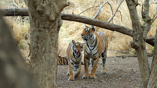 Two tigers walking together under a fallen tree in the wild during the Reality Tours and Travel Tiger Safari & Wildlife Tours in Central India.